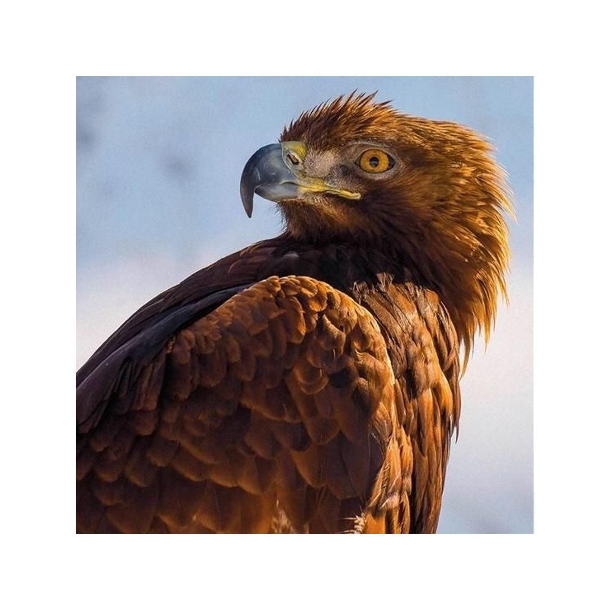 Museums & Galleries Karnet Kwadrat Z Kopert Golden Eagle