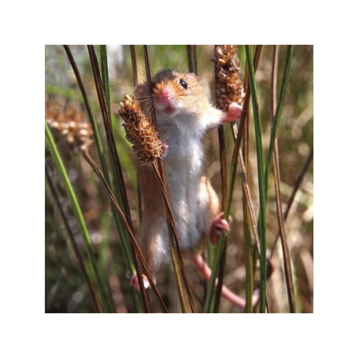 Museums & Galleries Karnet Kwadrat Z Kopert Harvest Mouse