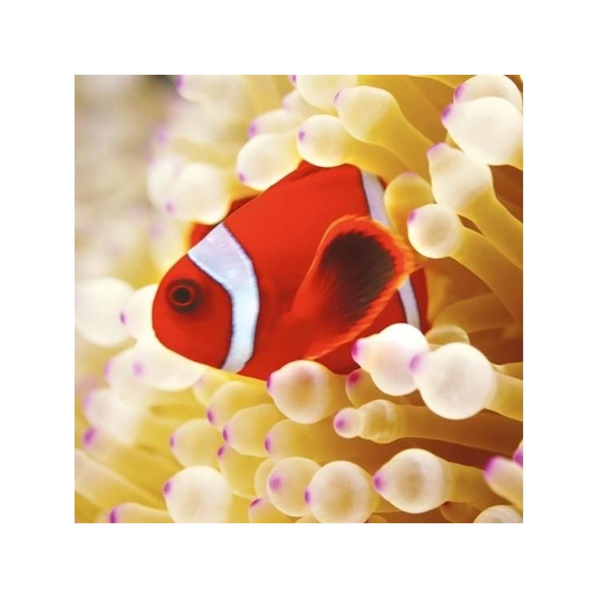 Museums & Galleries Karnet Kwadrat Z Kopert Clownfish In Sea Anemone