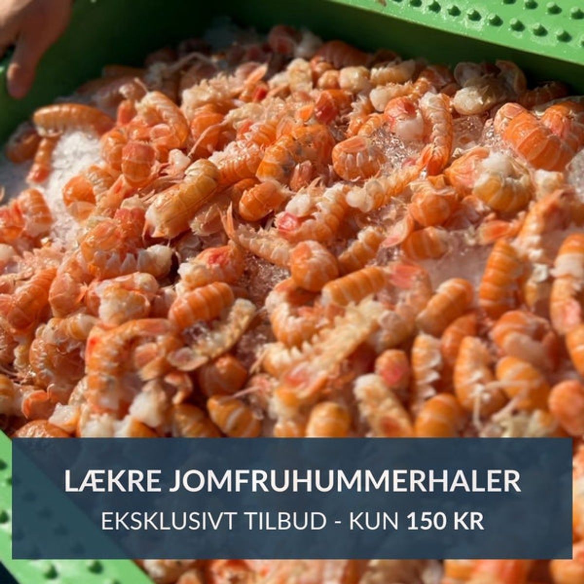 Jomfruhummerhaler - Eksklusivt tilbud