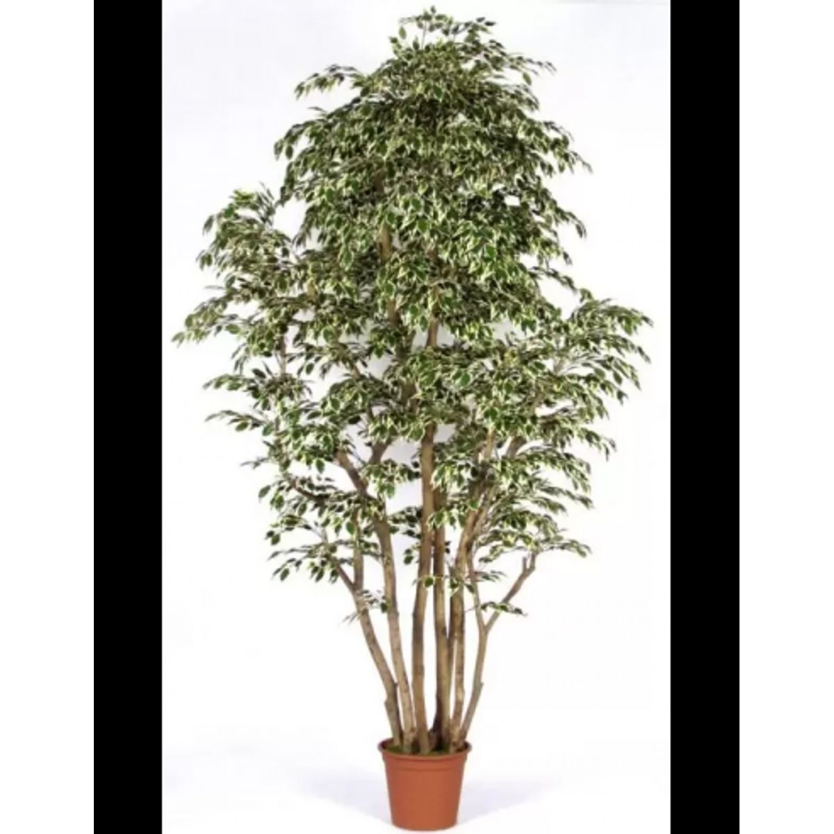 Stort kunstigt Ficus træ H250 cm