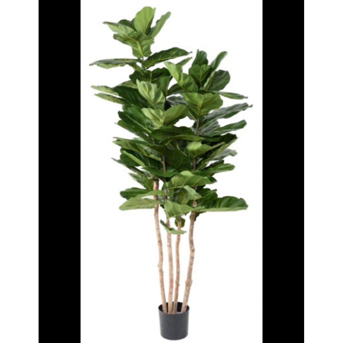 Stor kunstig Lyrata plante H210 cm