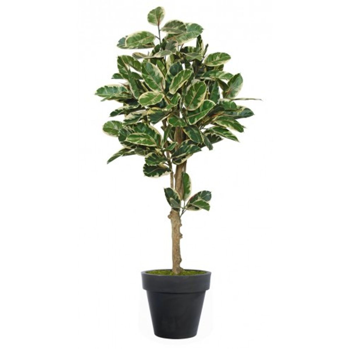 Stort kunstigt Ficus Elastica træ med potte H200 cm