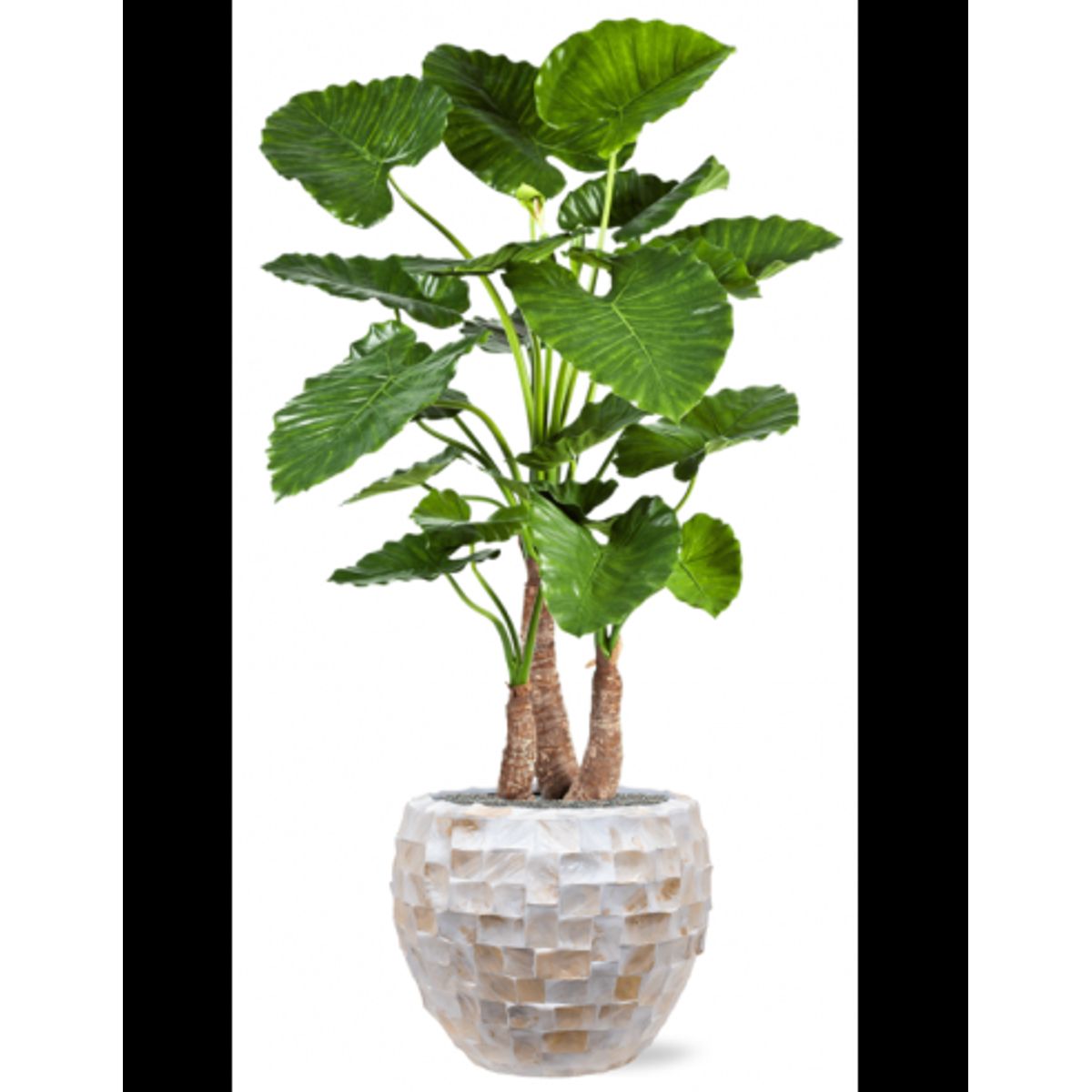 Sammenplantning med krukke og kunstig Alocasia Calidora plante H162 cm