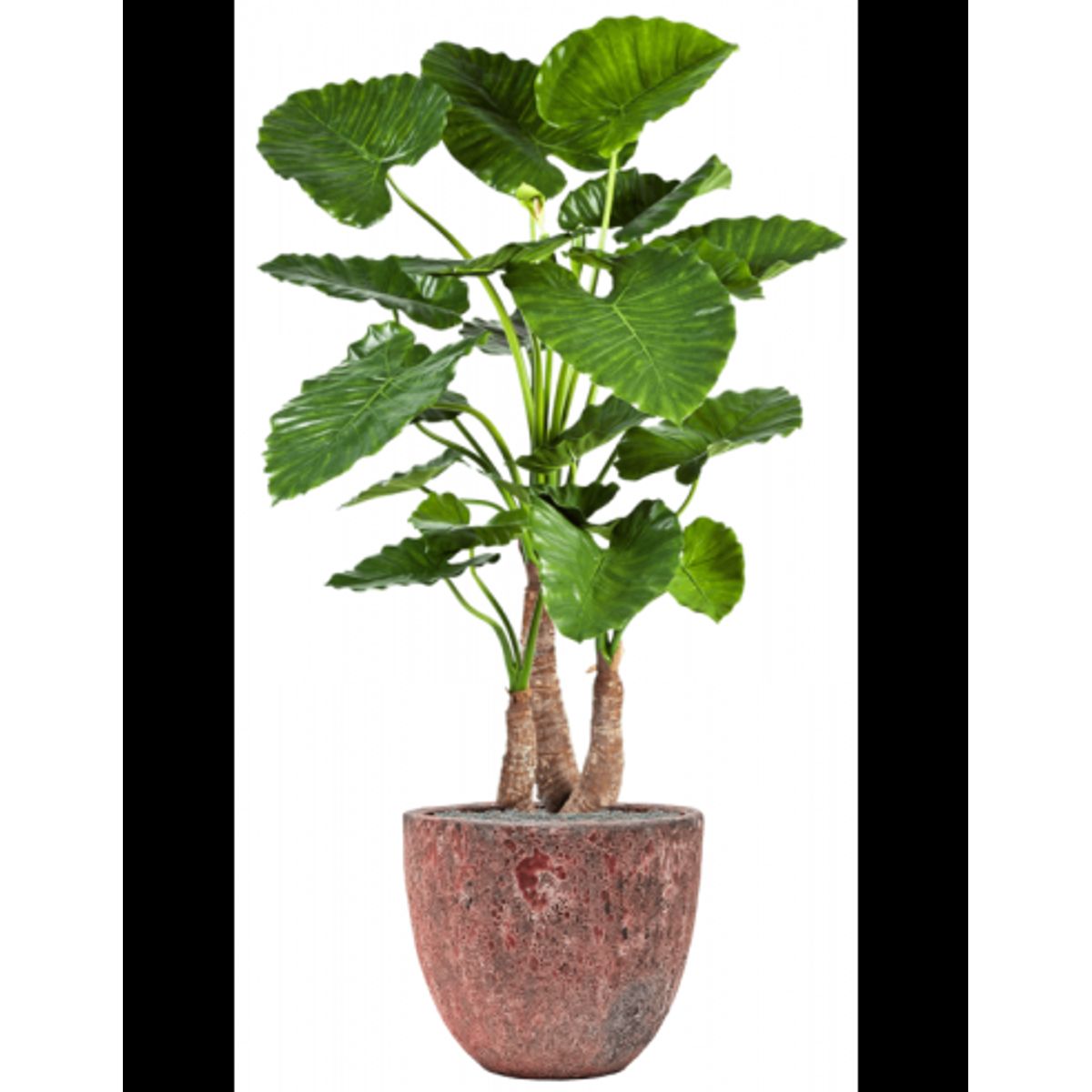 Sammenplantning med krukke og kunstig Alocasia Calidora plante H159 cm