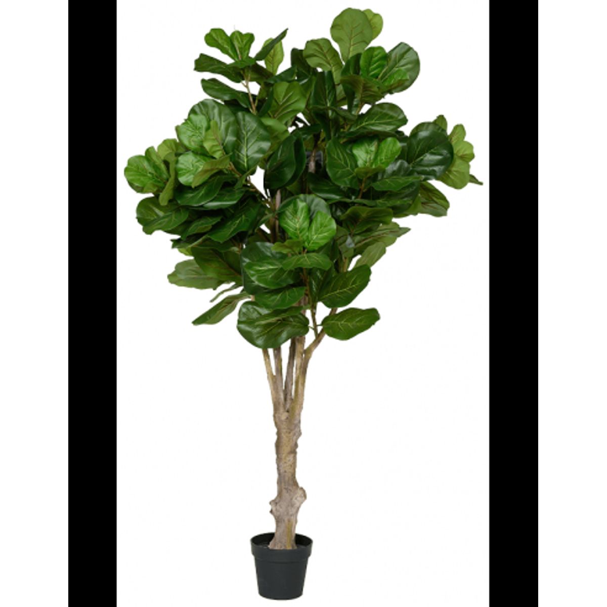 Kunstigt Ficus Lyrata træ H180 cm