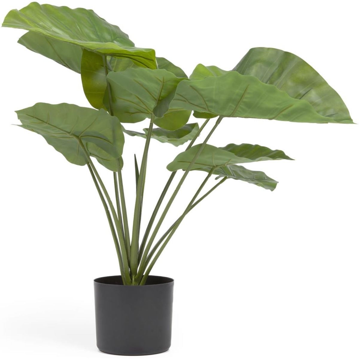 Alocasia, Kunstig plante, sort, H57x63x63 cm