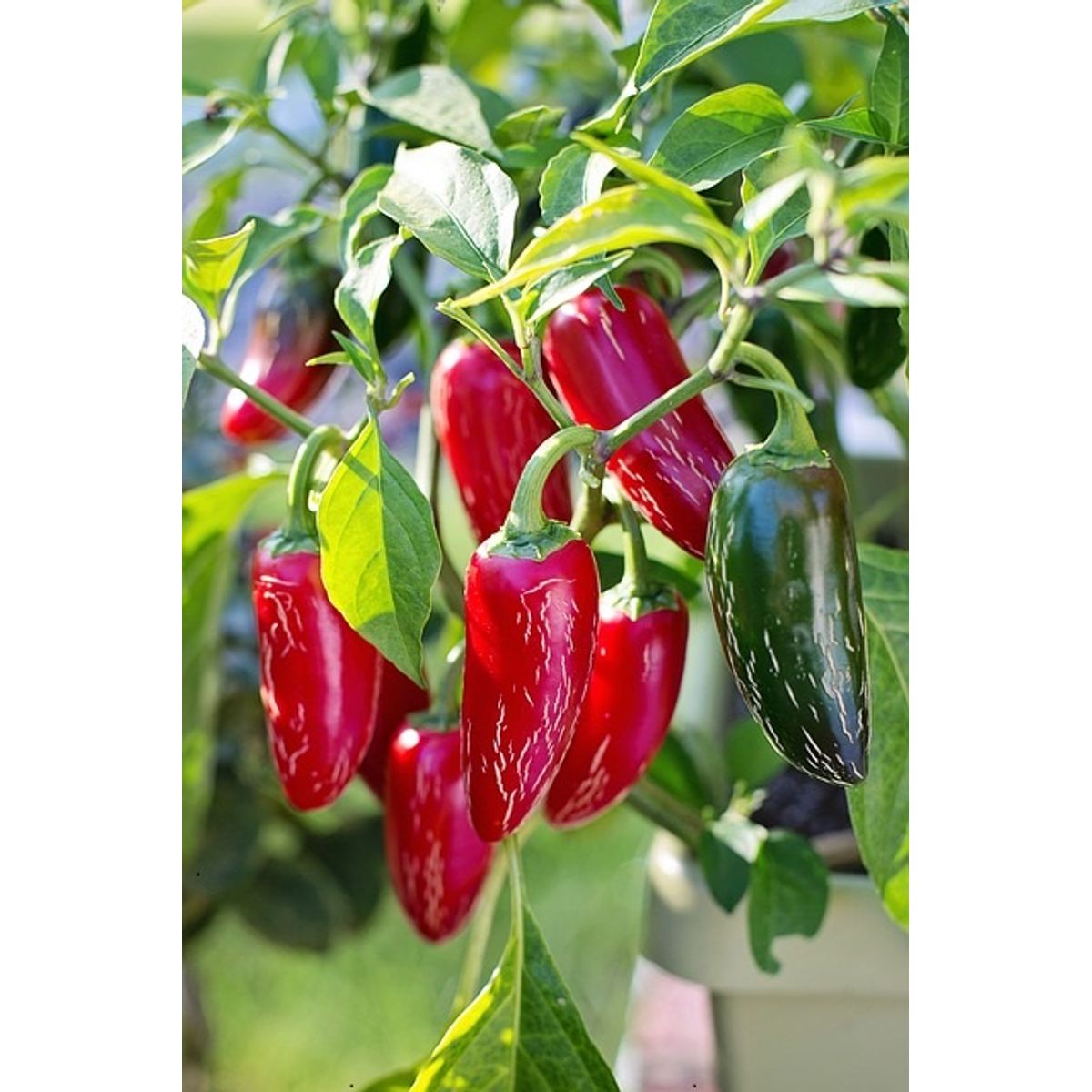 Jalapeno Red