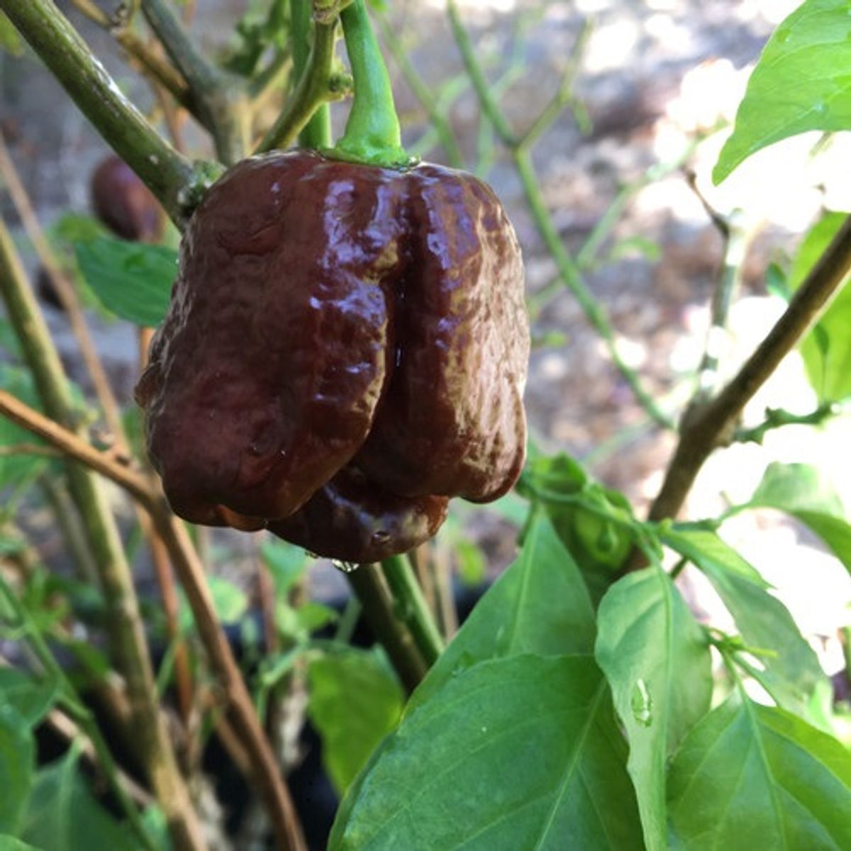 Trinidad Scorpion Chocolate