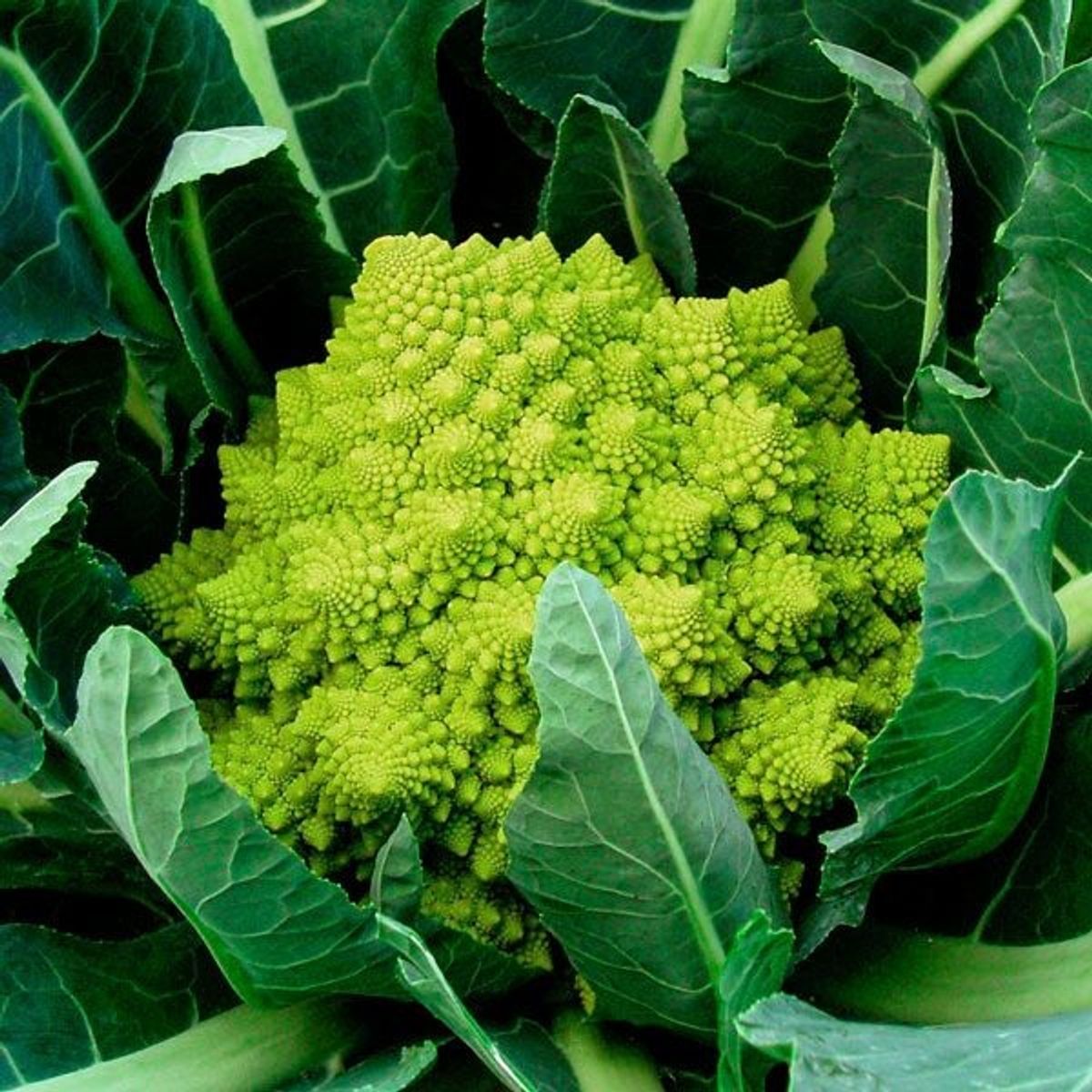 Romanesco Blomkål