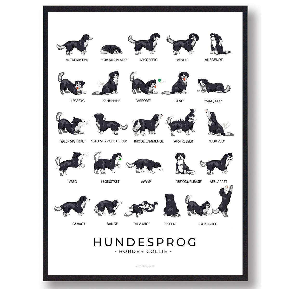 Border Collie plakat - Hundesprog (Størrelse: L - 50x70cm (B2))