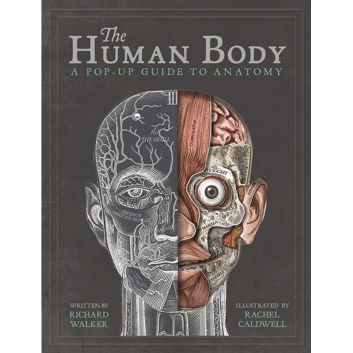 The Human Body