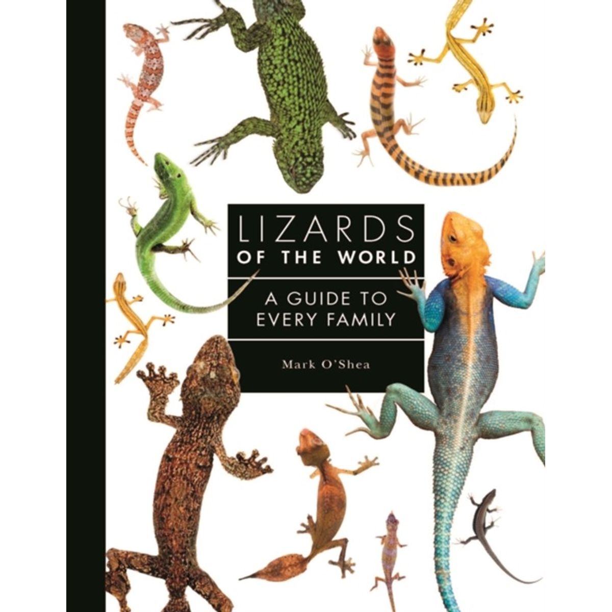 Lizards of the World