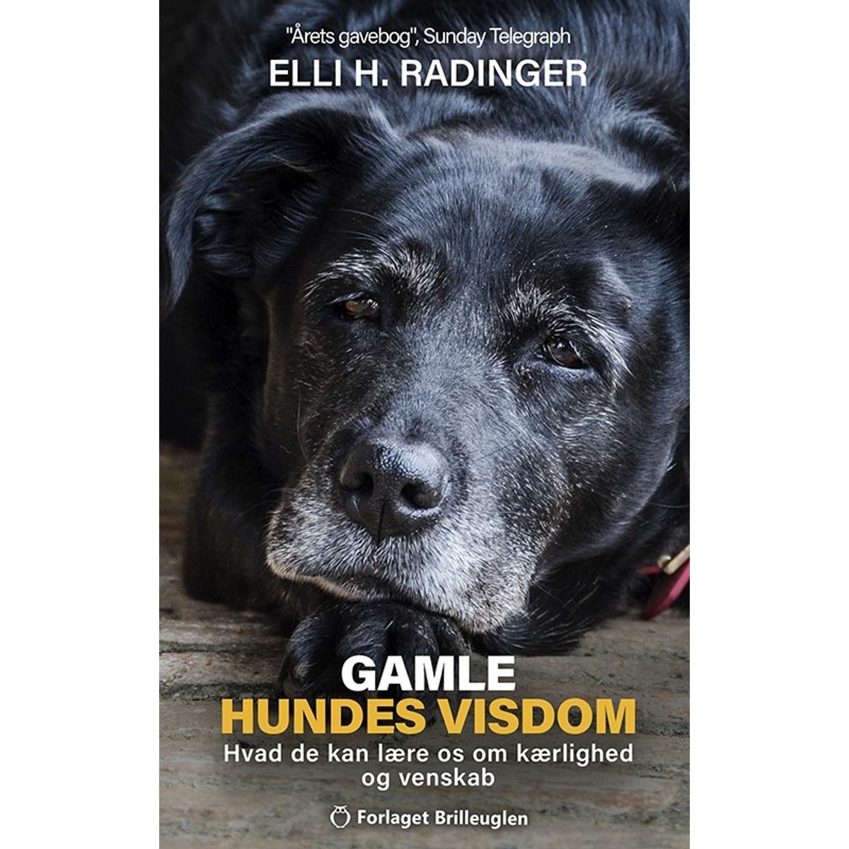 Gamle hundes visdom