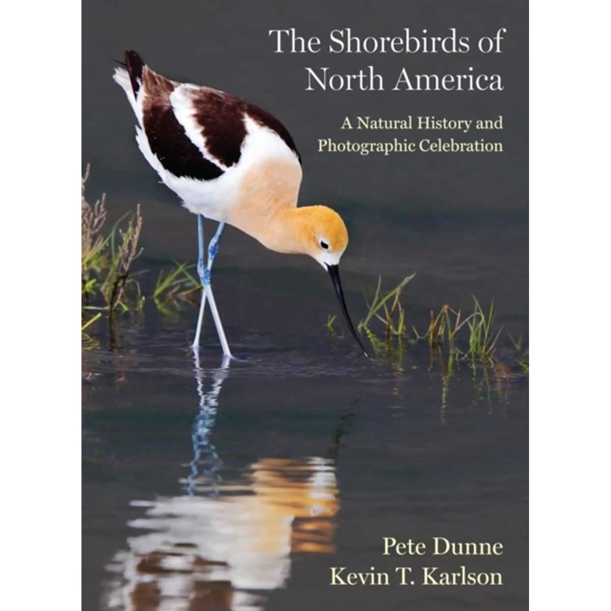 The Shorebirds of North America