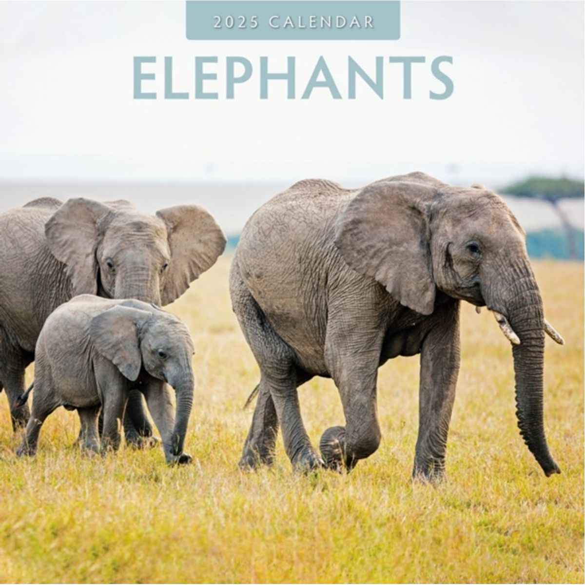 Elephants 2025 Square Wall Calendar