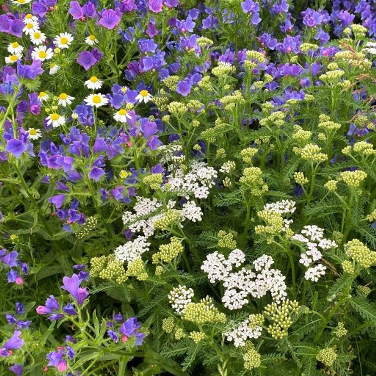 Linds Sommerfugl blomsterblanding, 1 kg