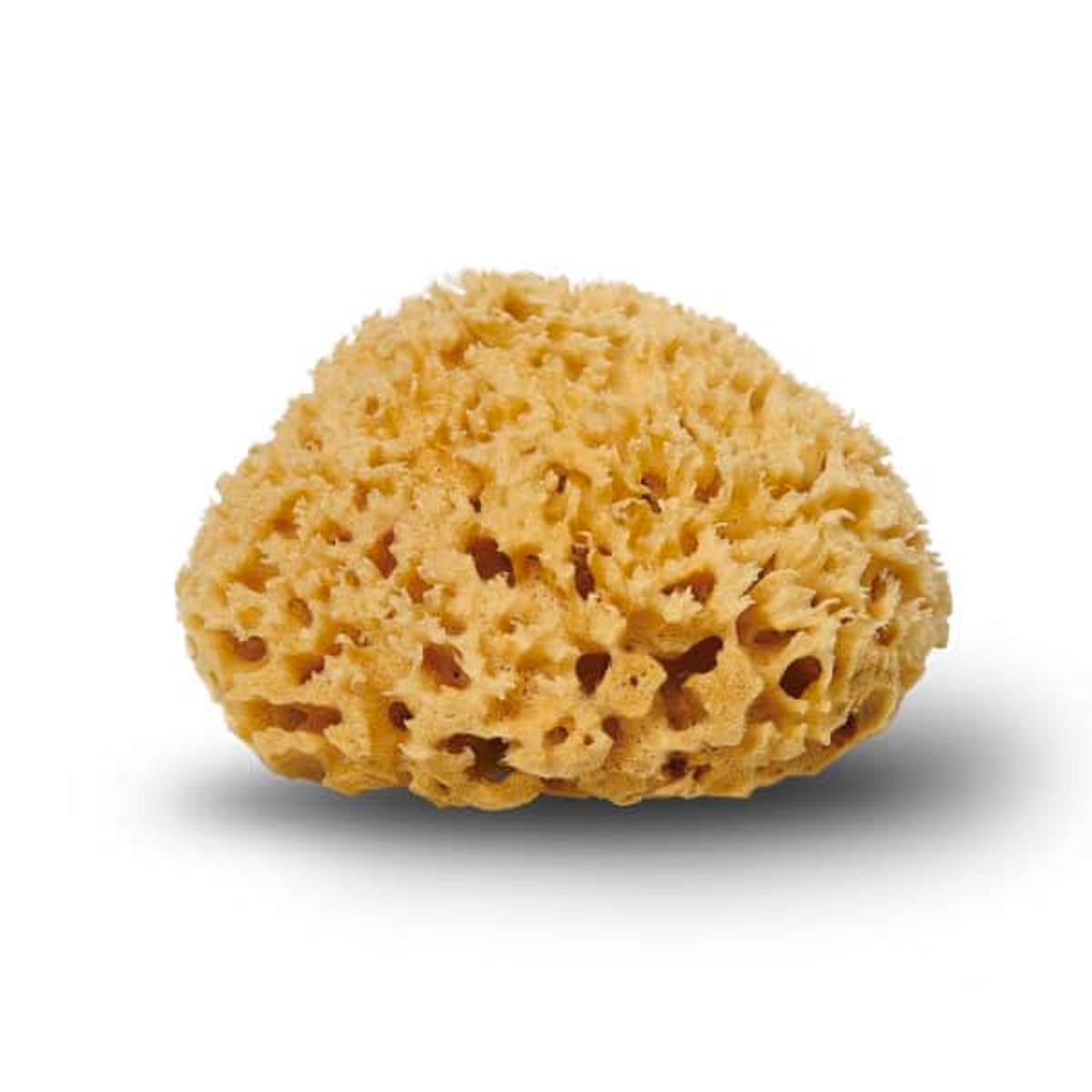 Natursvamp Honeycomb 13-14 cm.