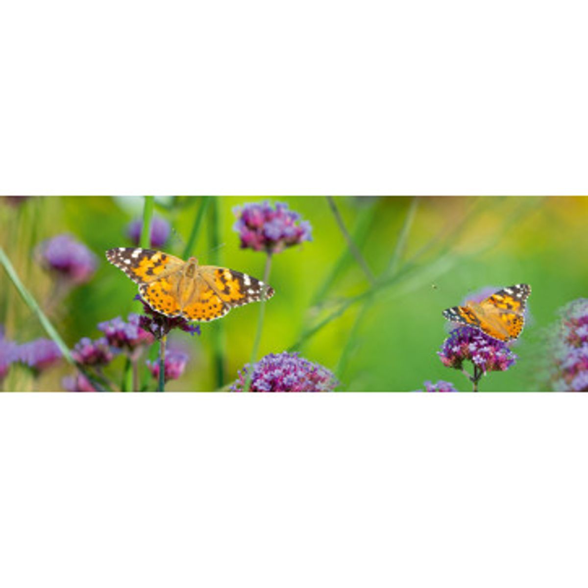 Stænkfolie til køkken - Butterflies