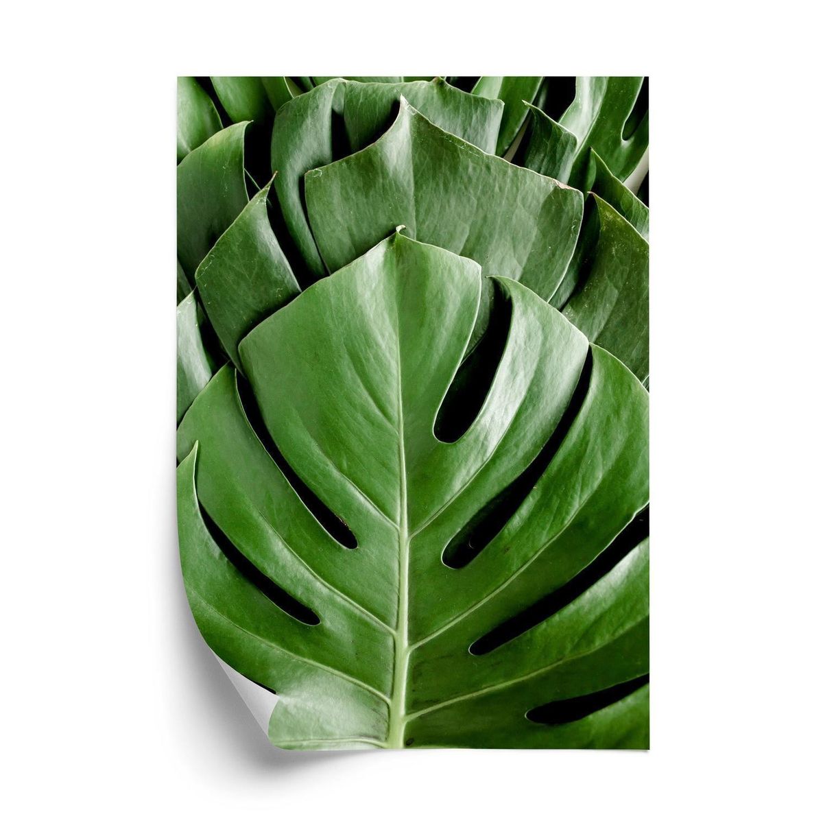 Plakat - Monstera palmeblade