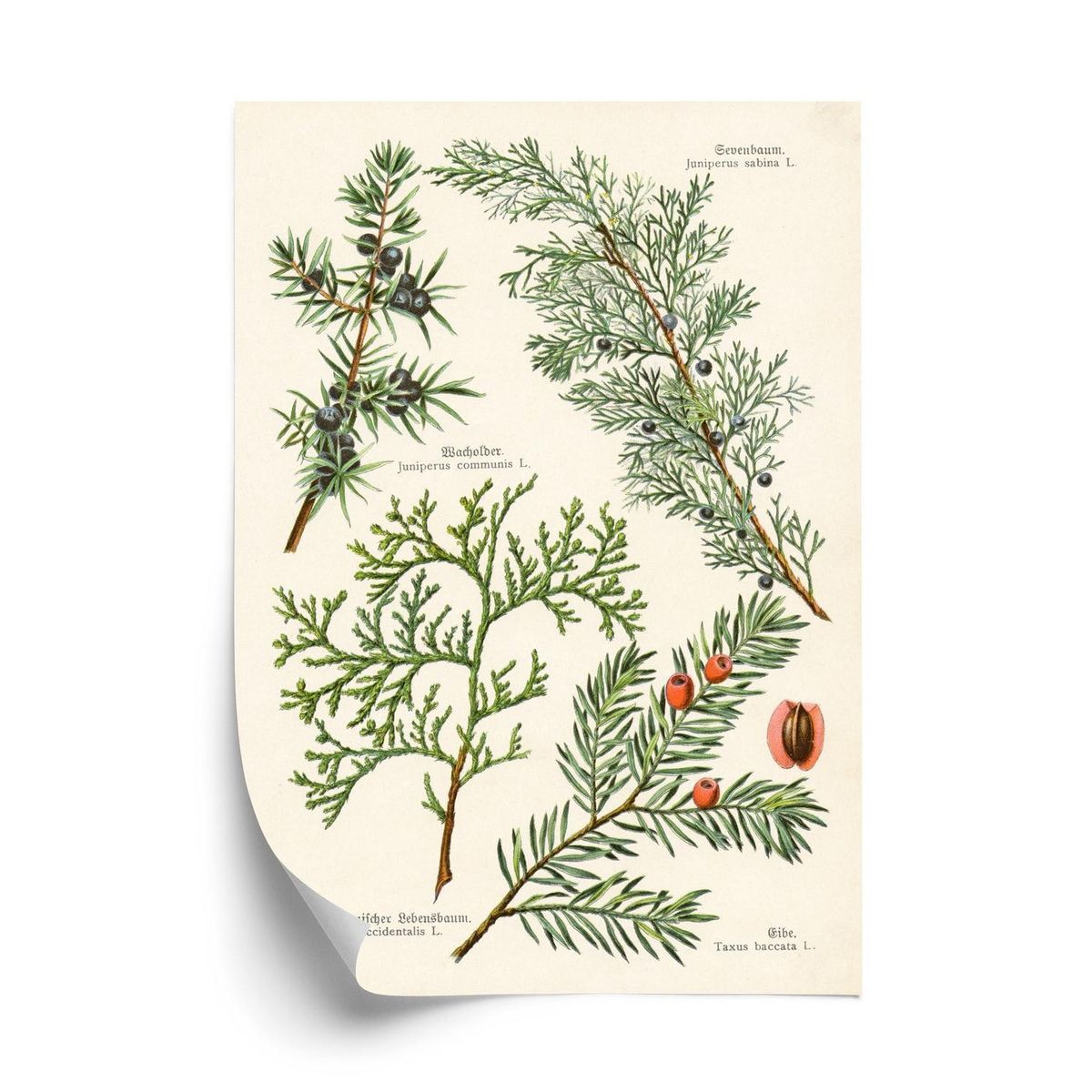 Plakat - Billeder af gamle botaniske planter