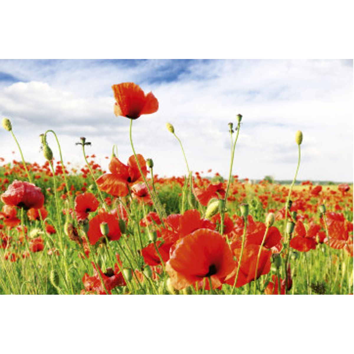 Fototapet - Red Poppies