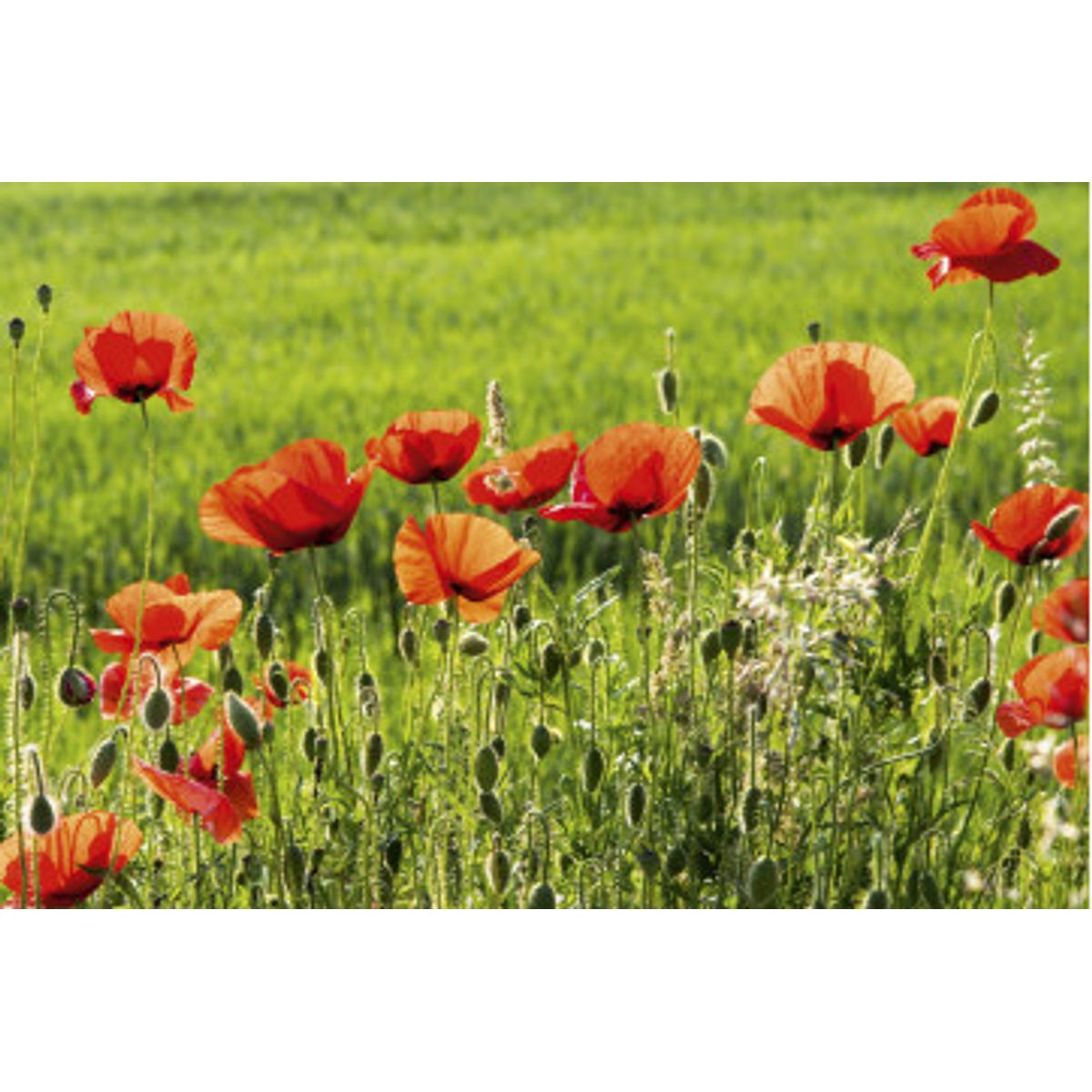 Fototapet - Poppy Field