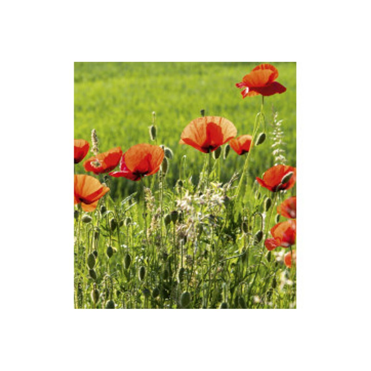 Fototapet - Poppy Field