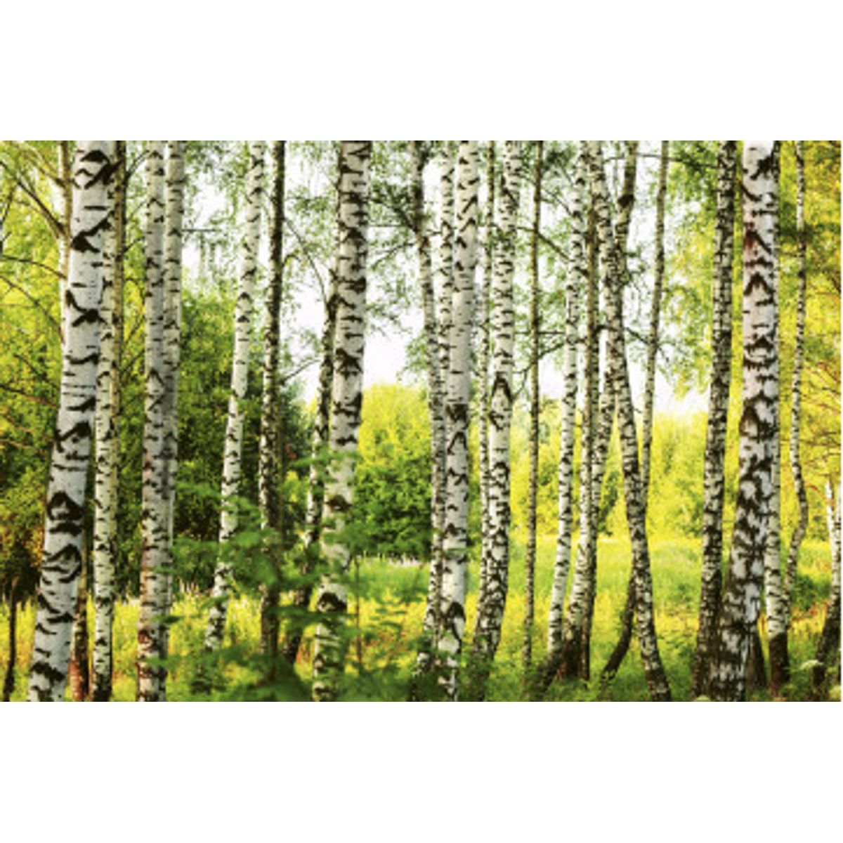 Fototapet - Birch Forest