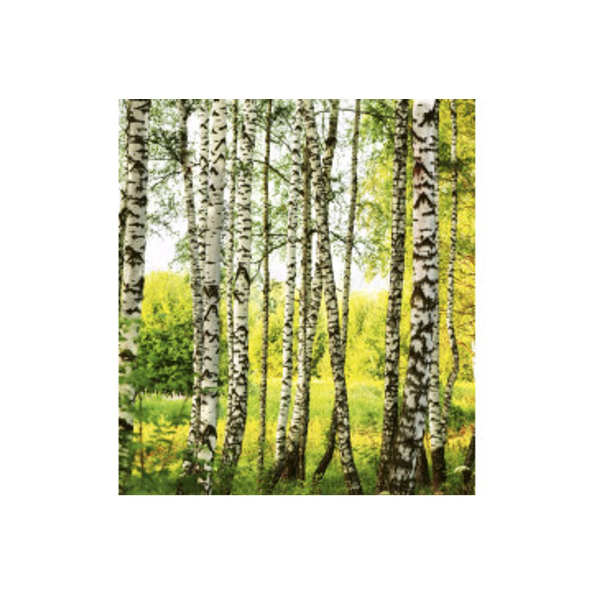 Fototapet - Birch Forest