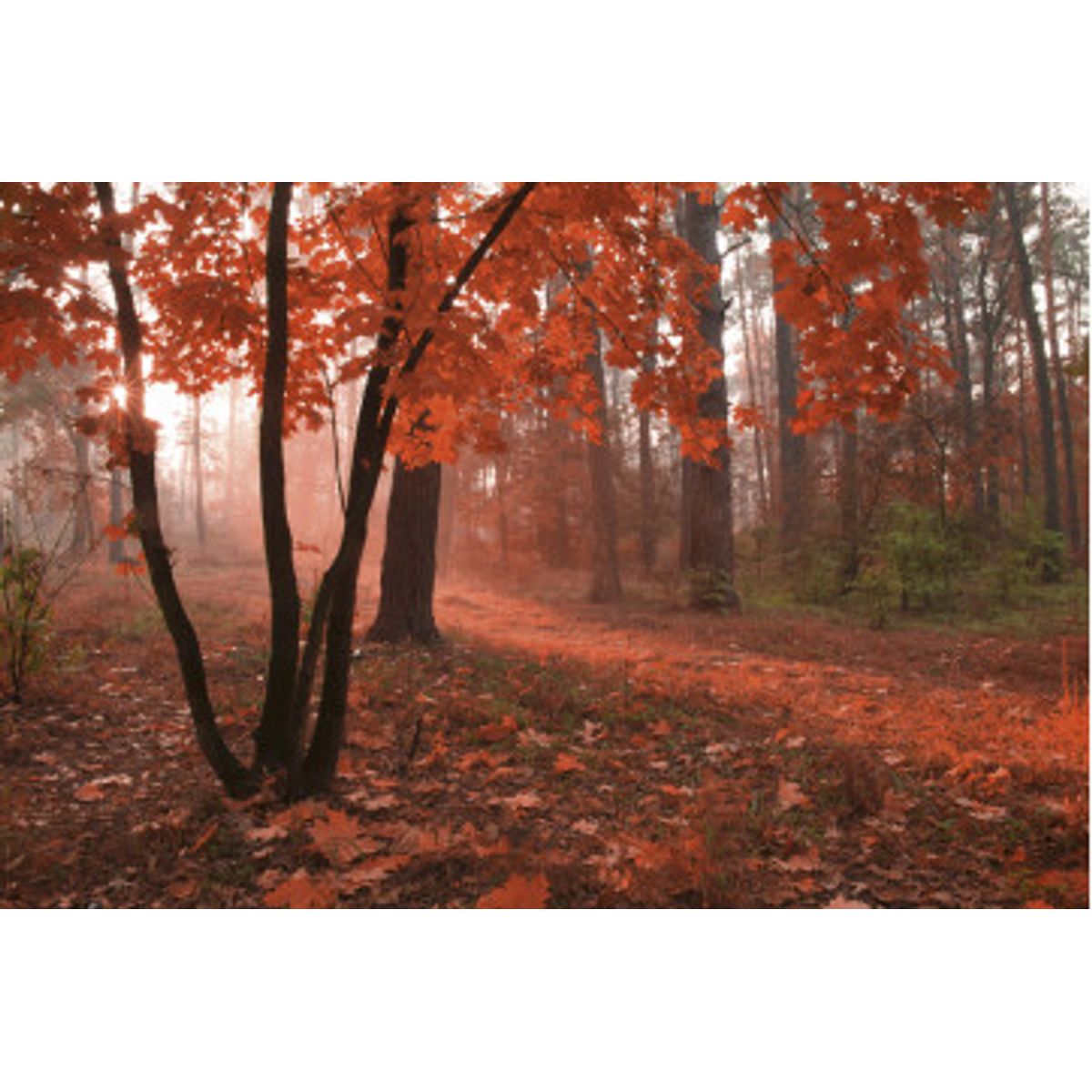 Fototapet - Misty Forest