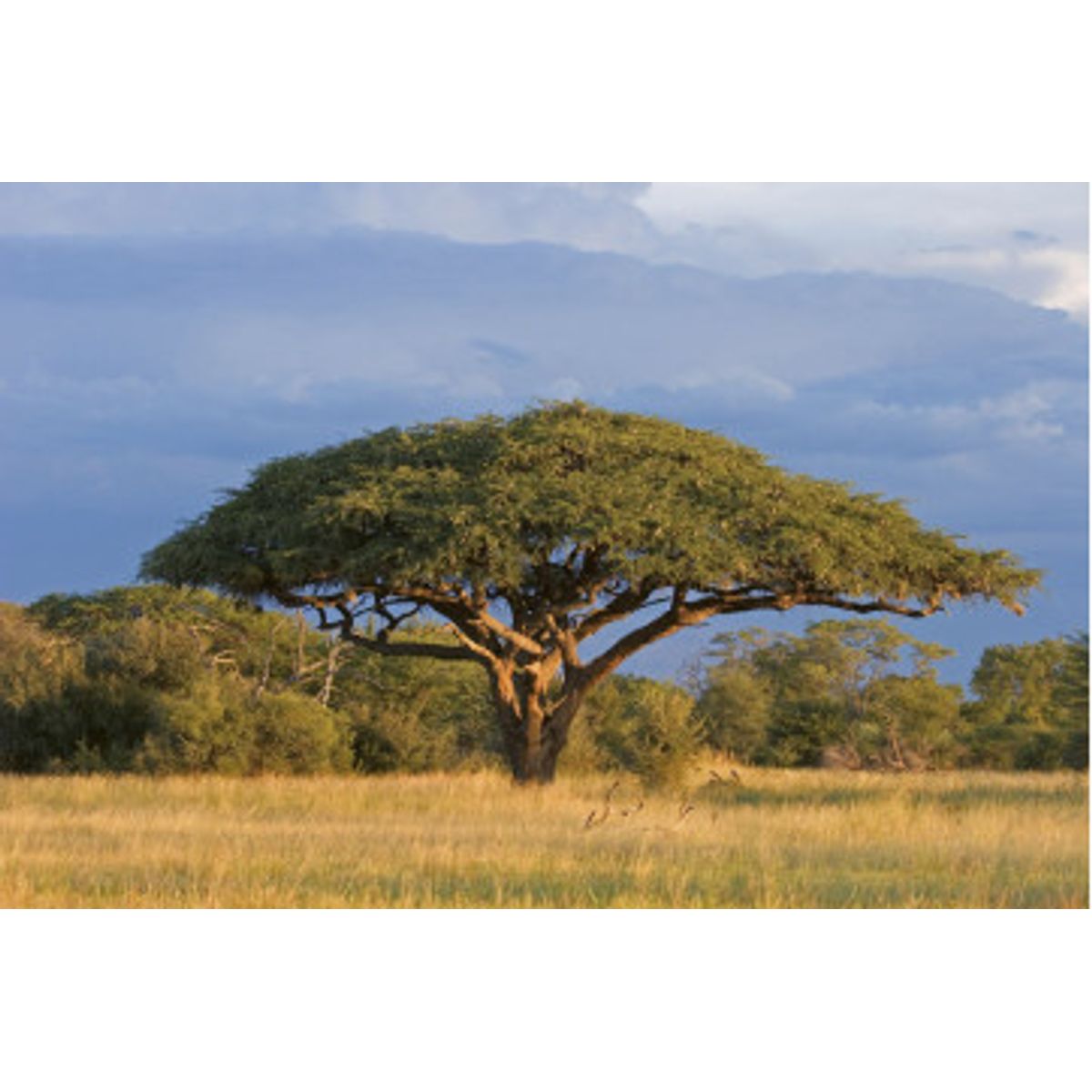 Fototapet - Acacia Tree