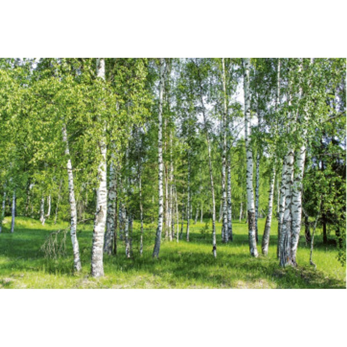 Fototapet - Birch Grow