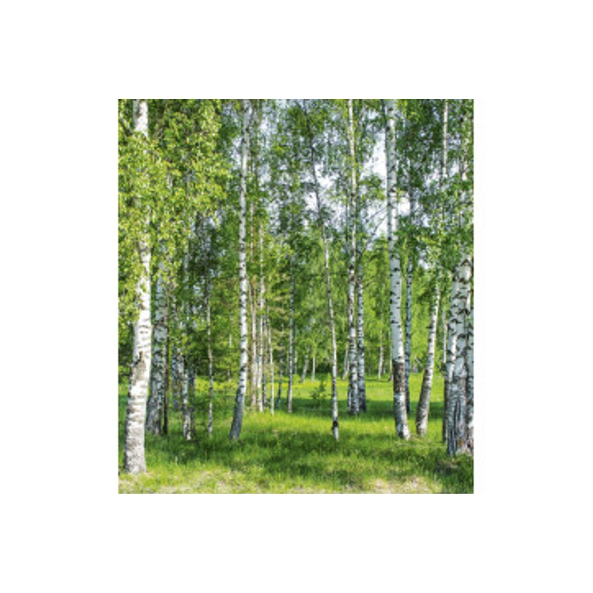 Fototapet - Birch Grow