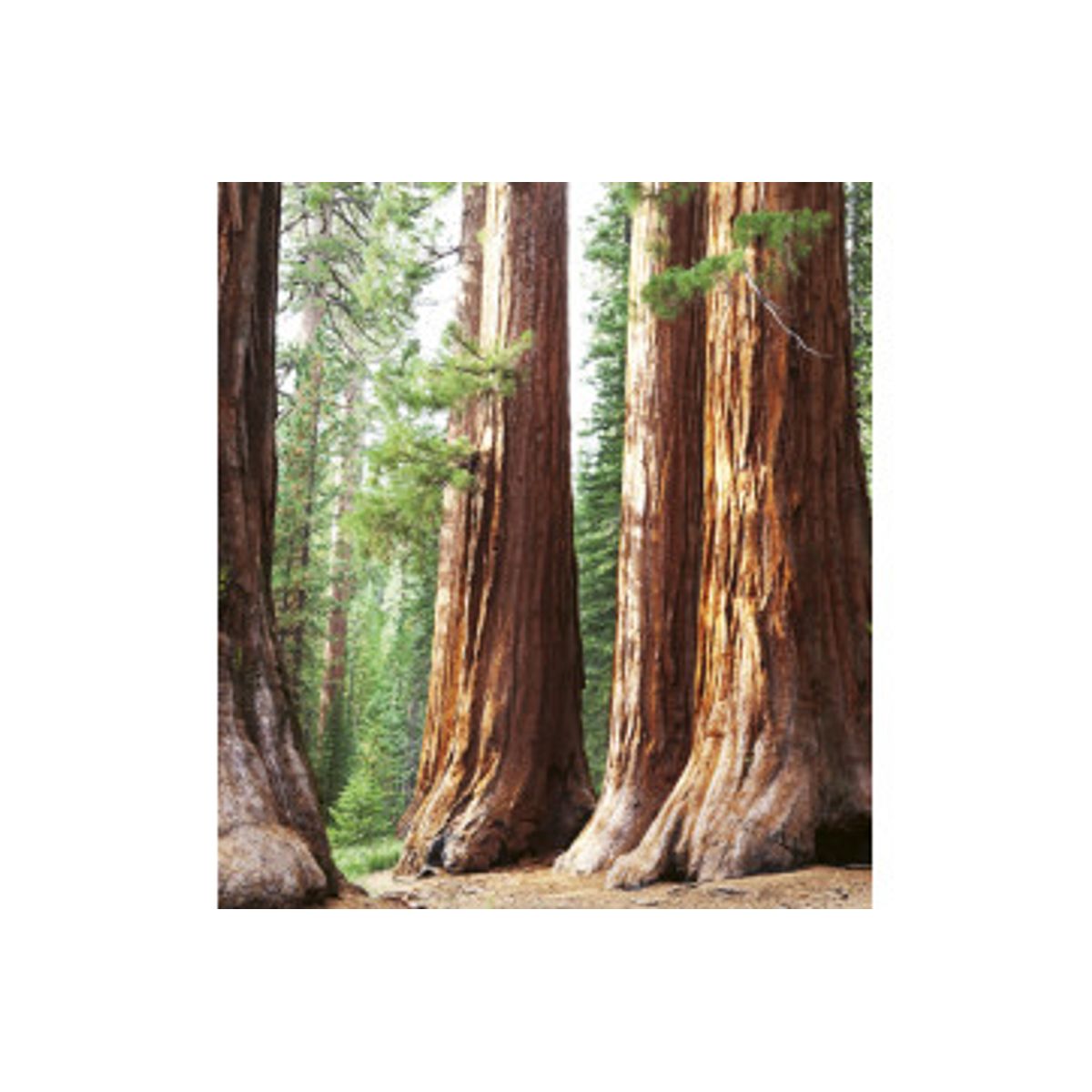 Fototapet - Sequoia