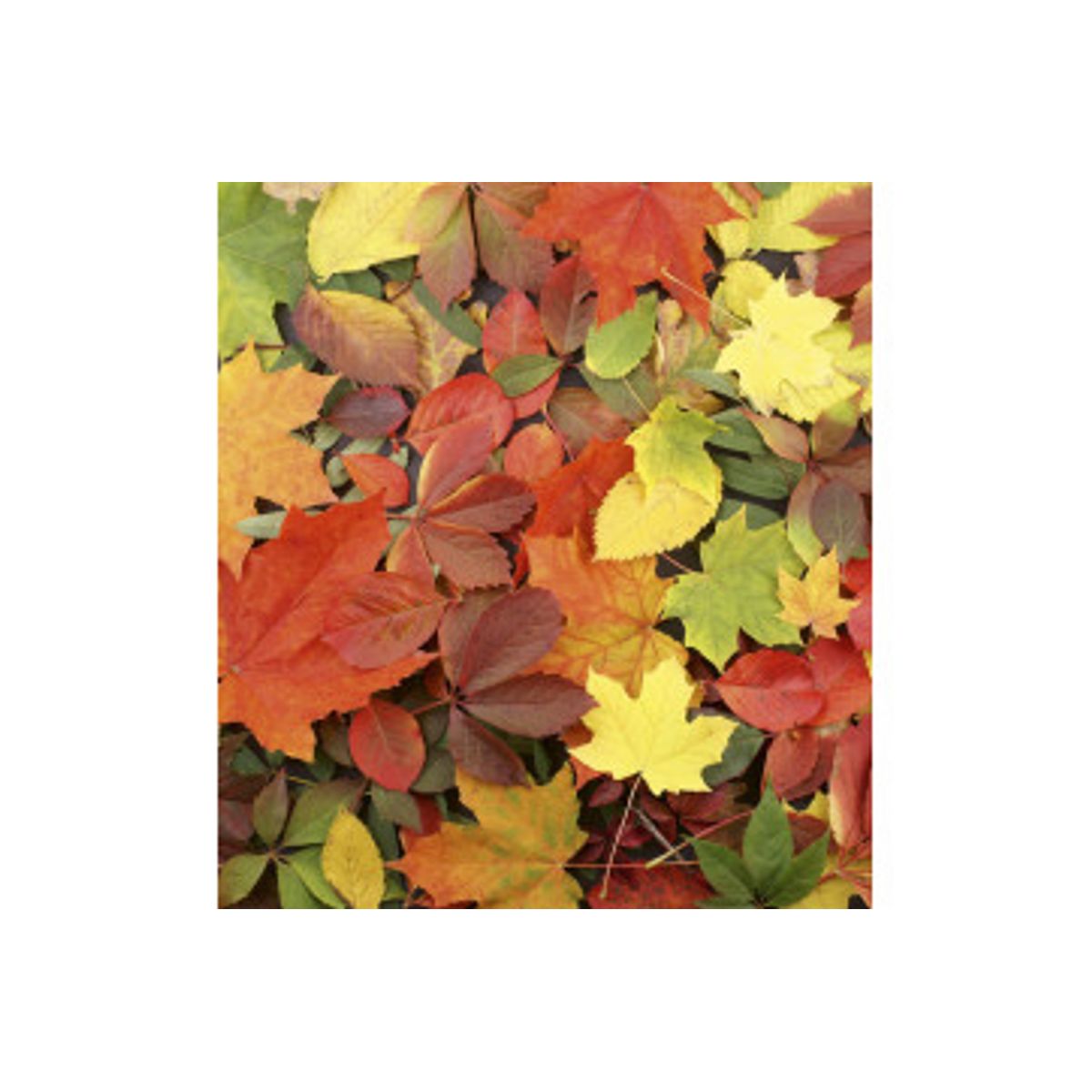 Fototapet - Colourful Leaves