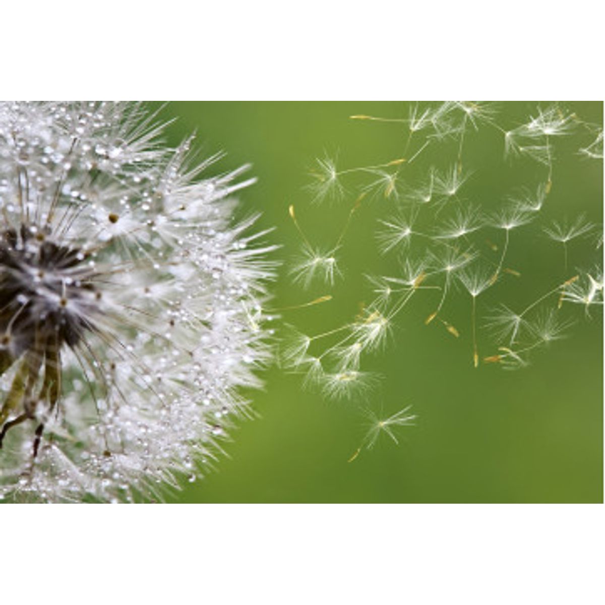 Fototapet - Blowing Dandelion