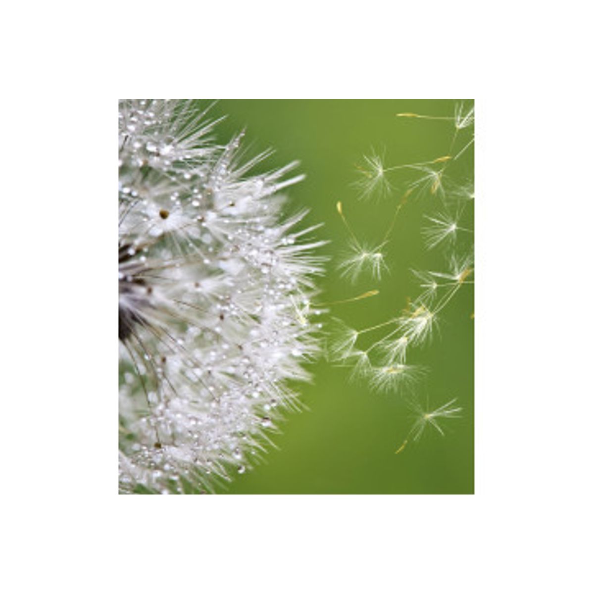 Fototapet - Blowing Dandelion