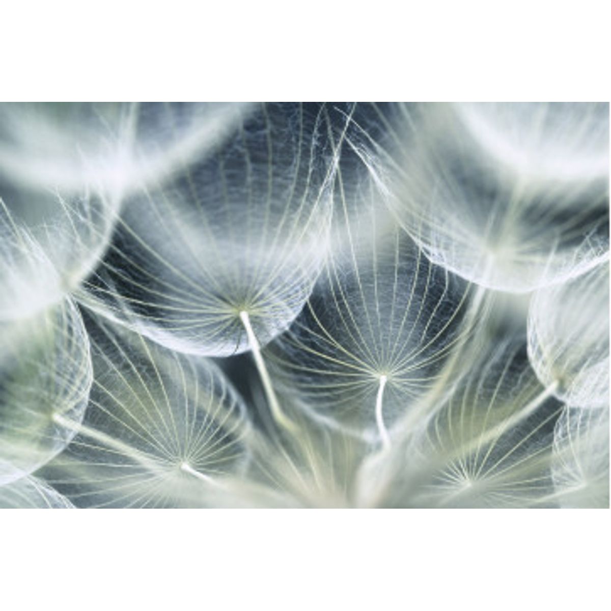 Fototapet - Dandelion Macro