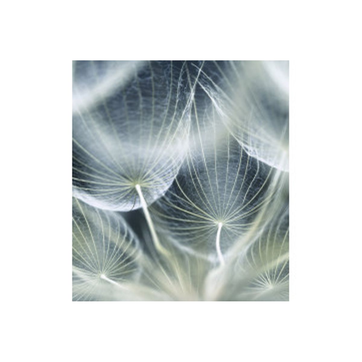 Fototapet - Dandelion Macro