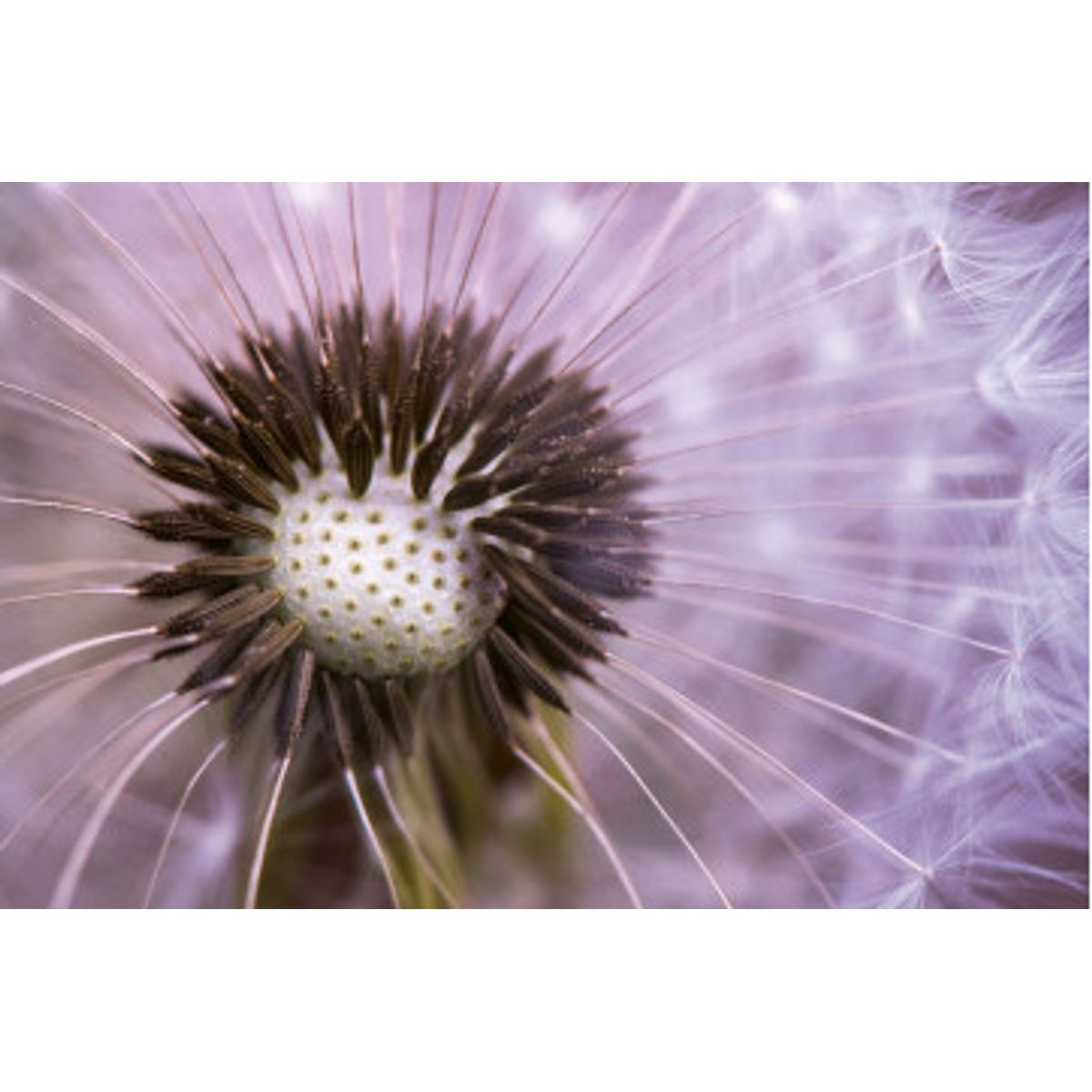 Fototapet - Dandelion