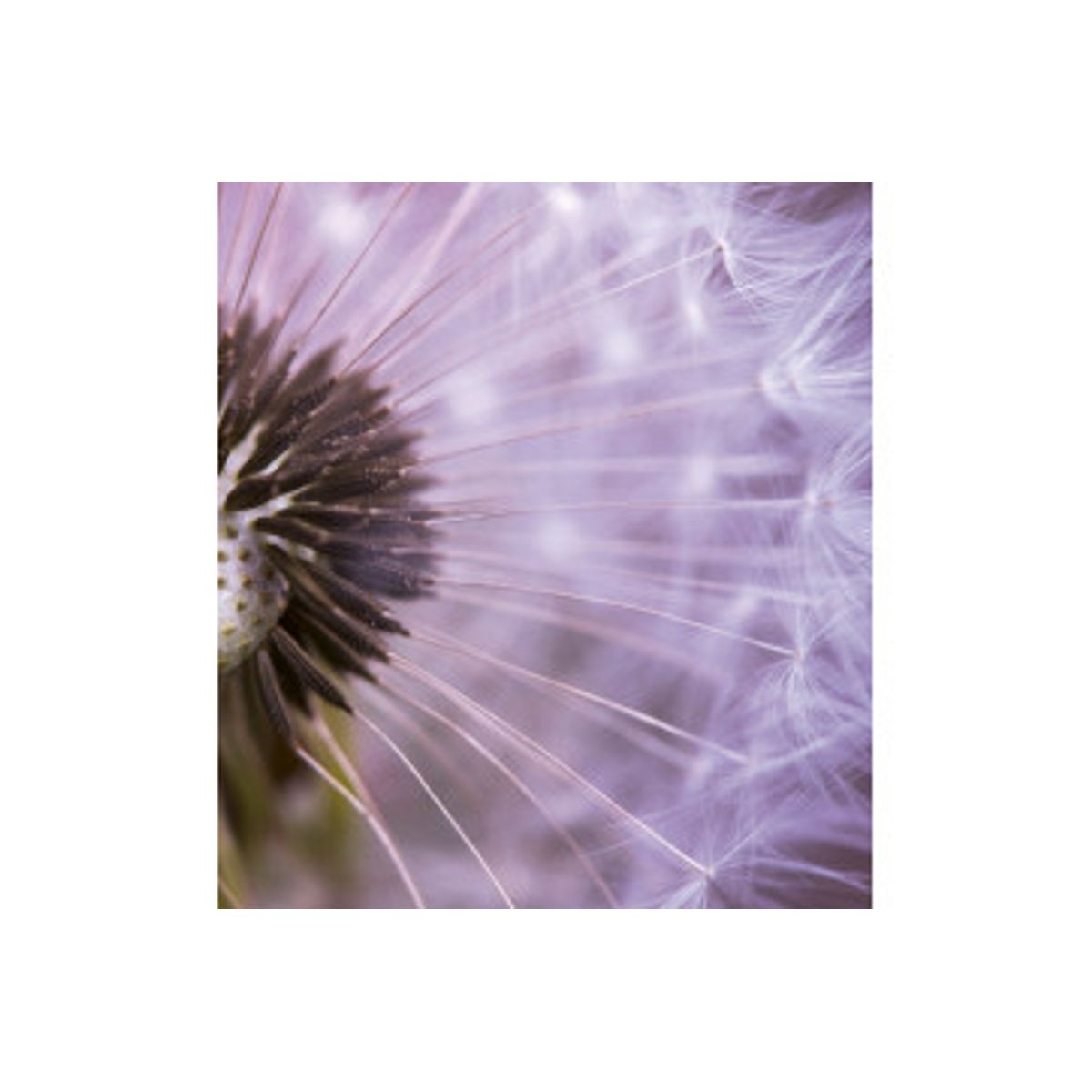 Fototapet - Dandelion