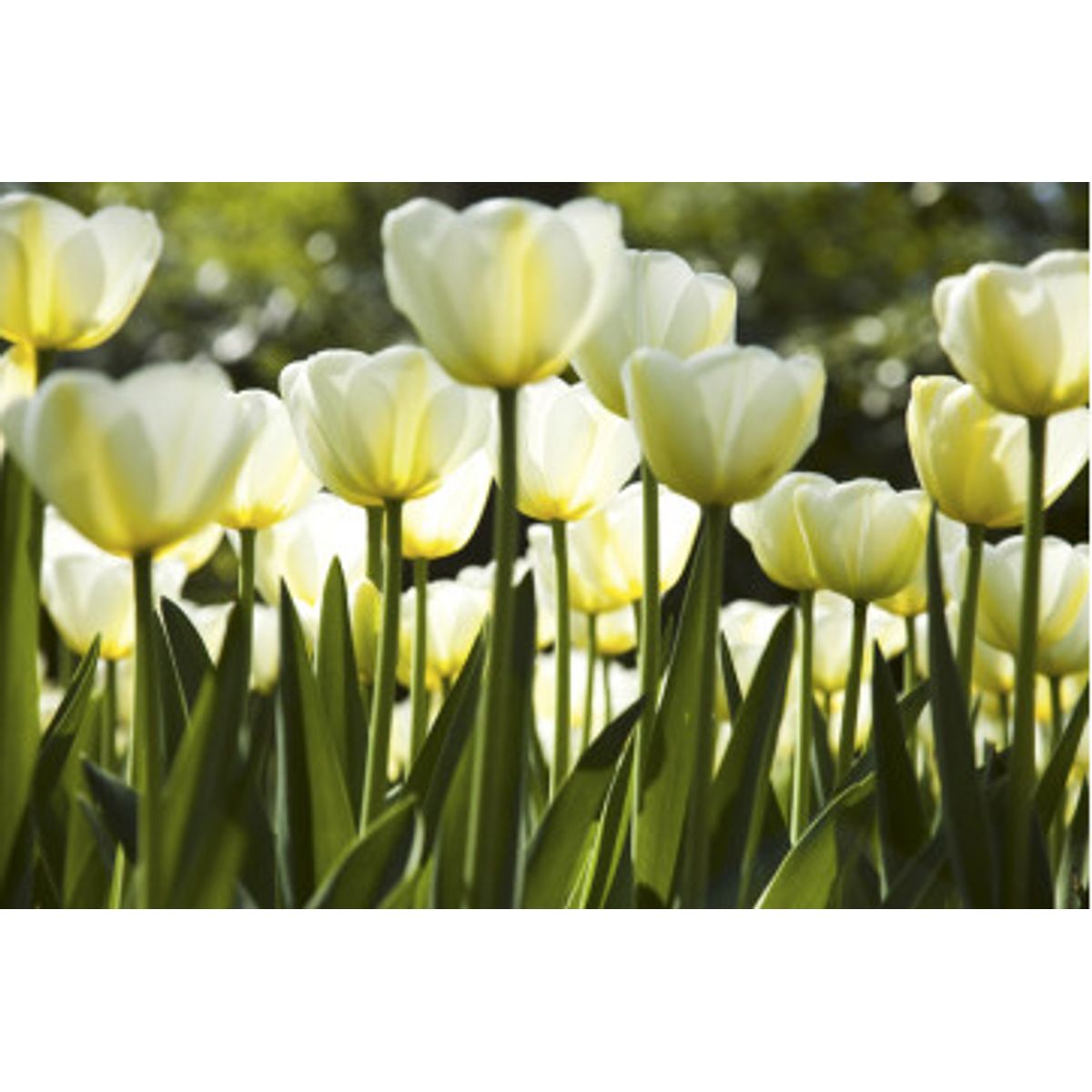 Fototapet - White Tulips