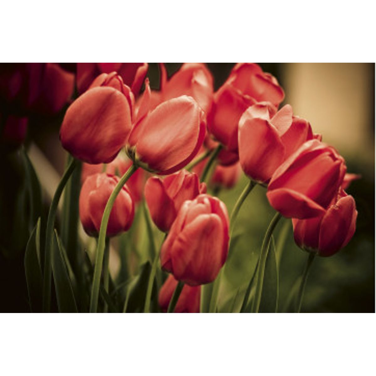 Fototapet - Red Tulips