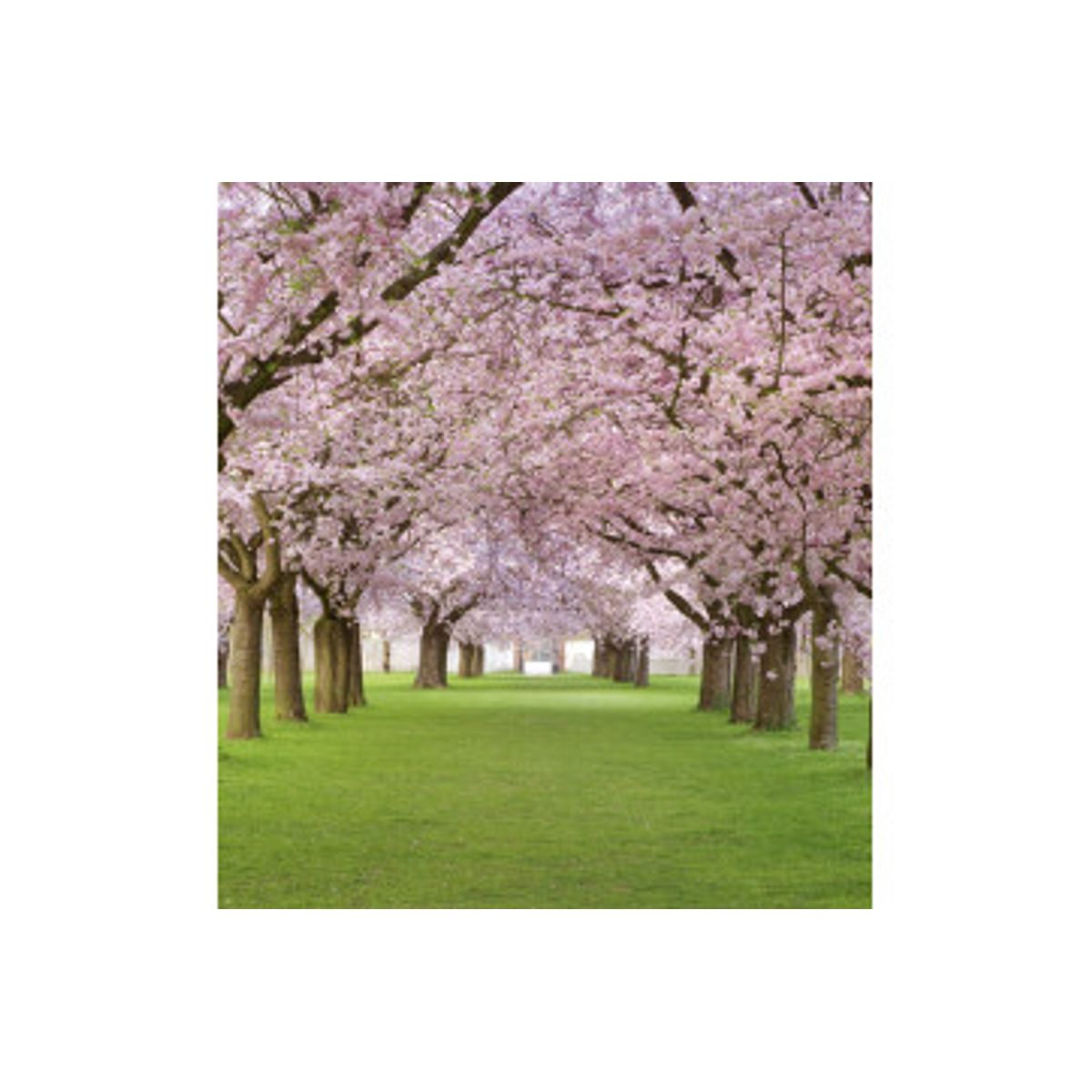 Fototapet - Cherry Trees