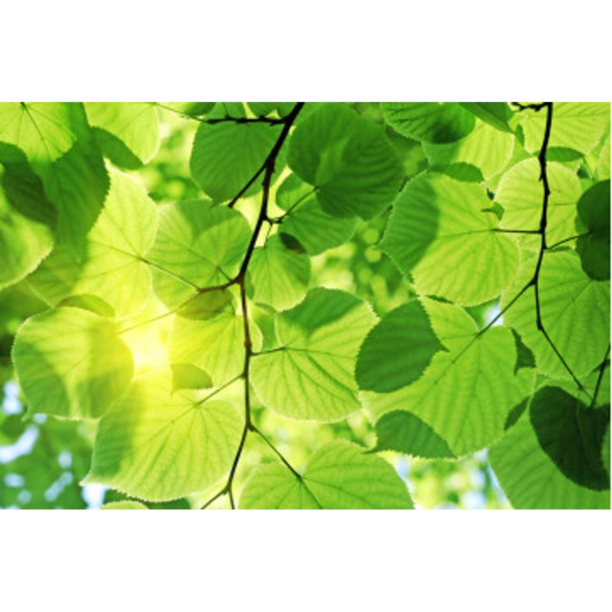 Fototapet - Green Leaves