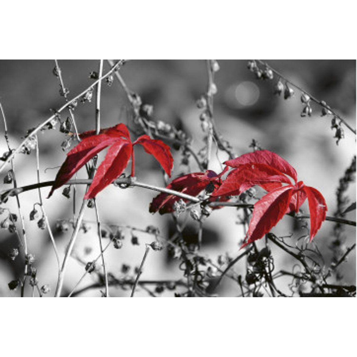 Fototapet - Red Leaves On Black