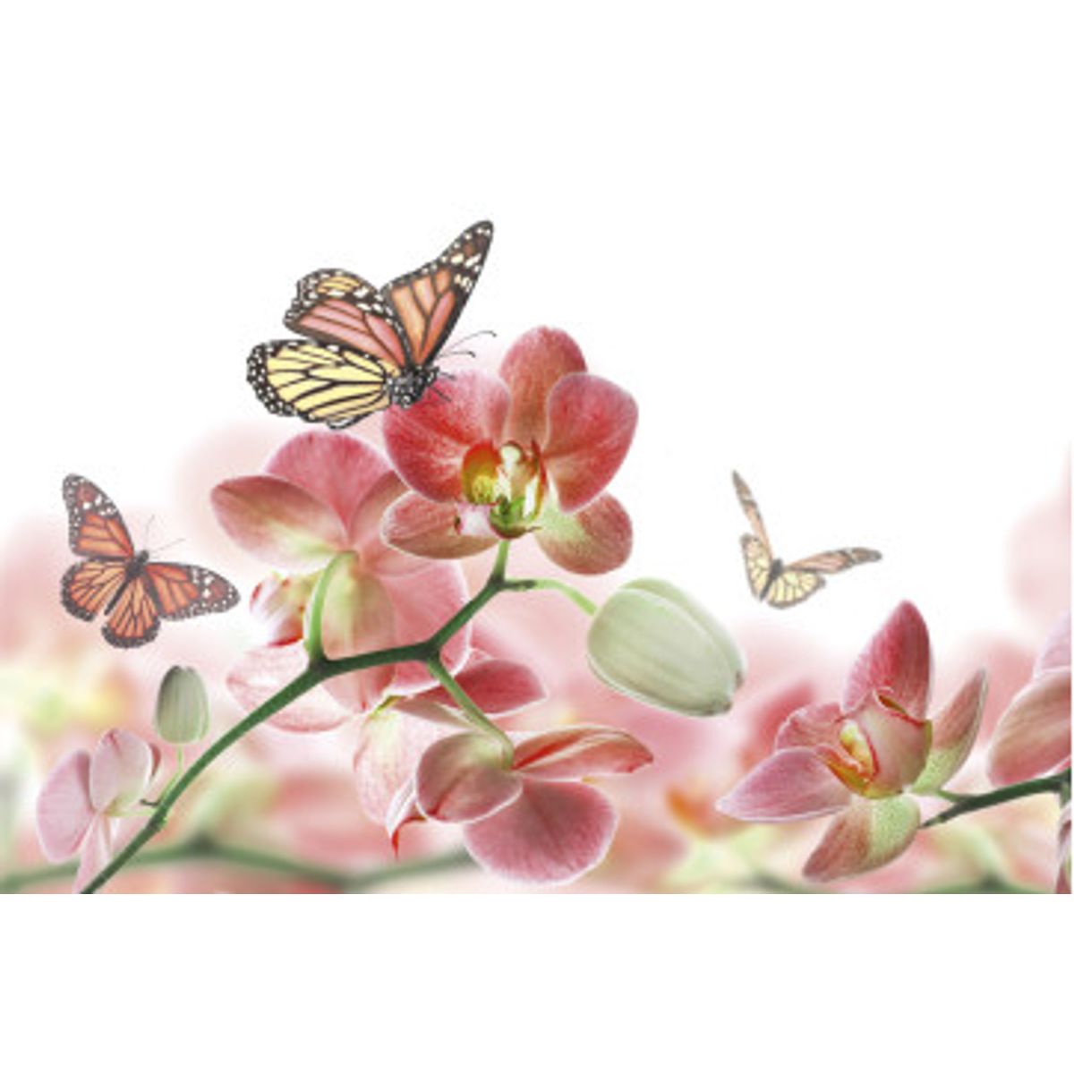 Fototapet - Orchids And Butterfly