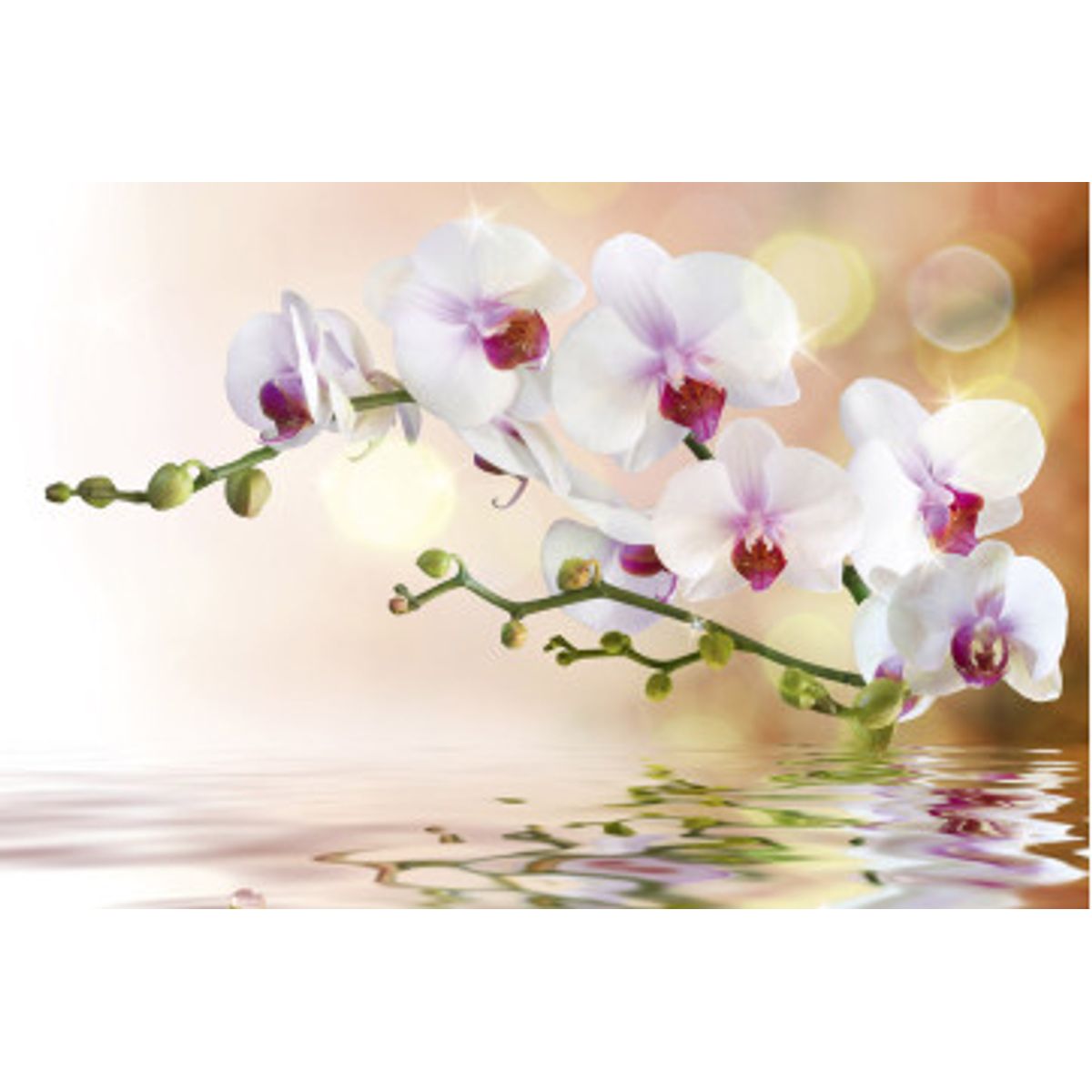 Fototapet - White Orchid