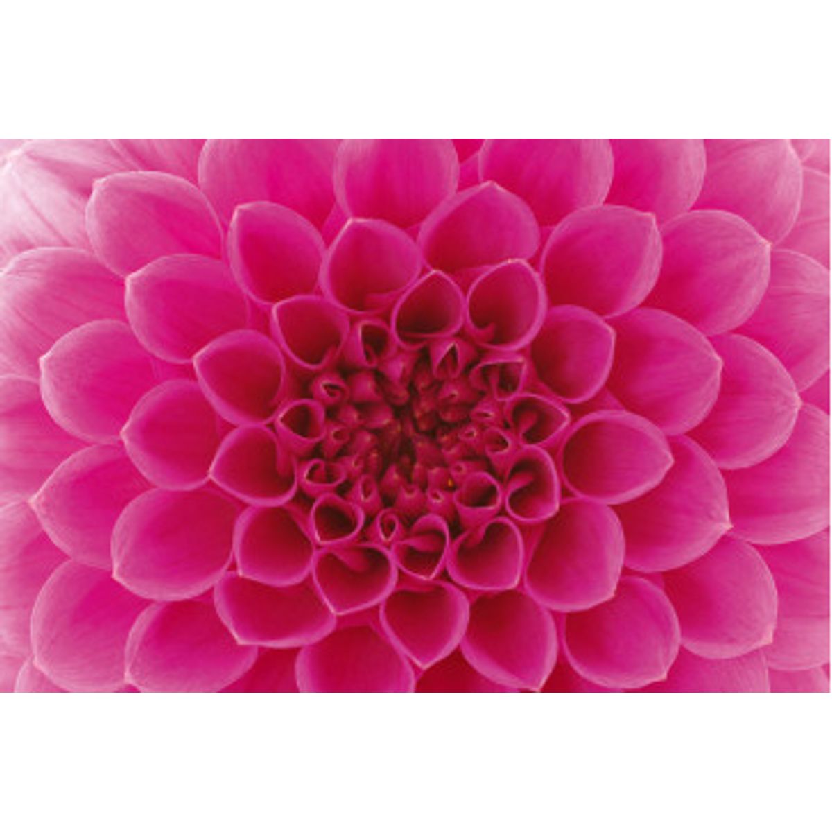 Fototapet - Pink Dahlia